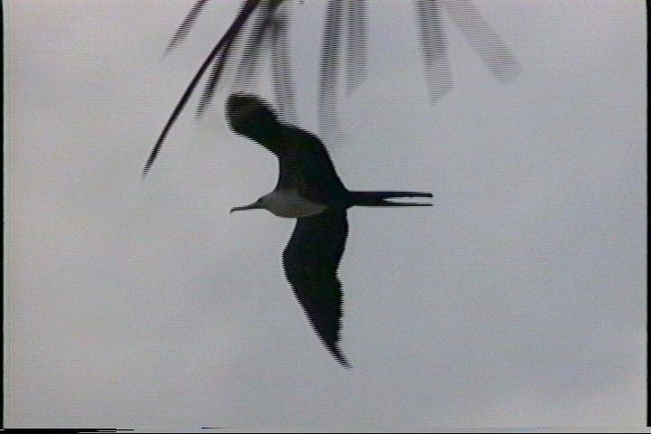 frigatebird-magnificient3_med_hr