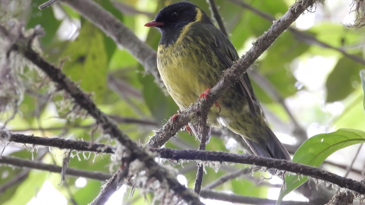 Fruiteater, Green-and-Black (Cerro Montezuma, Colombia) 2