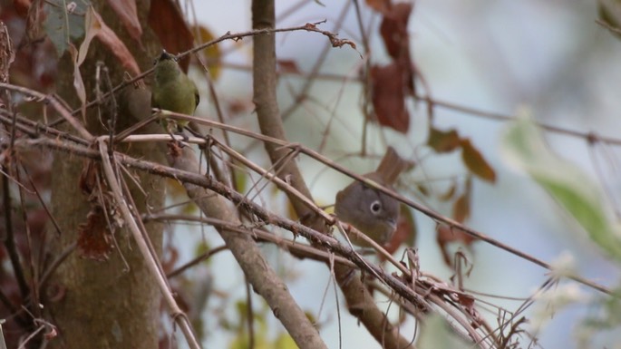 Fulvetta, Nepal 1