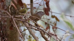 Fulvetta, Nepal
