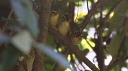 Fulvetta, Rufous-winged