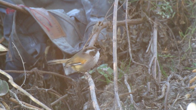Fulvetta, White-browed 1