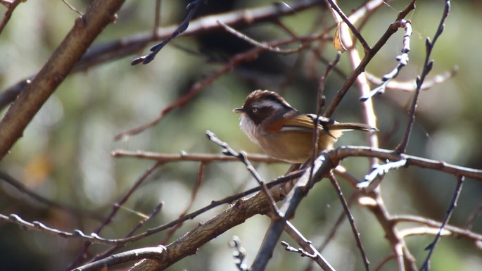 Fulvetta, White-browed 2