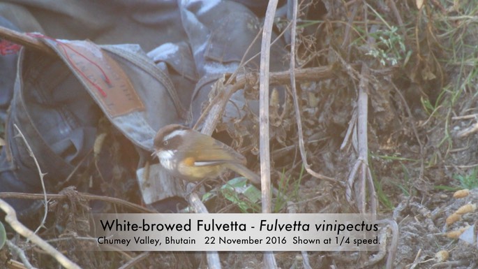 Fulvetta, White-browed