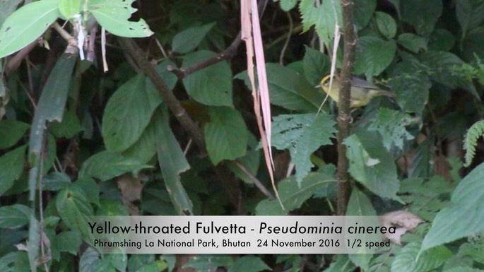 Fulvetta, Yellow-throated