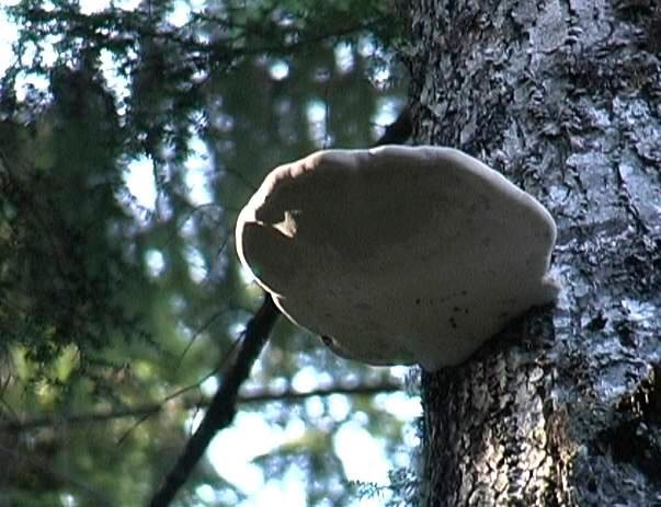 fungi 3