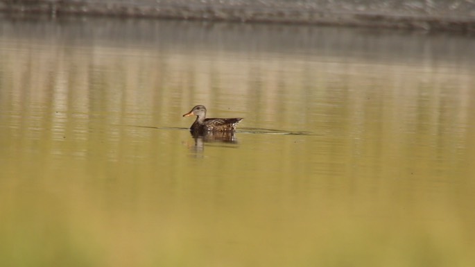Gadwall 11