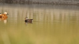 Gadwall 1