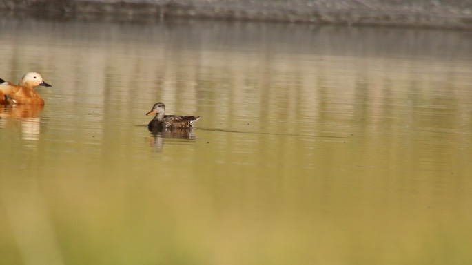 Gadwall 1