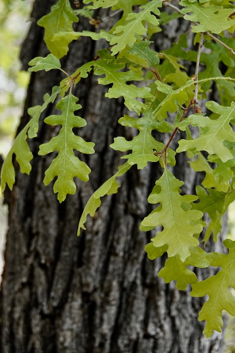 Gambel Oak, Quercus gambelii