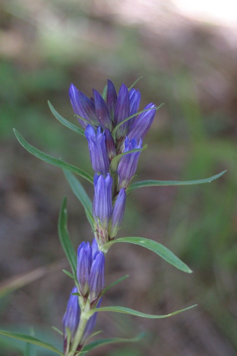 gentian