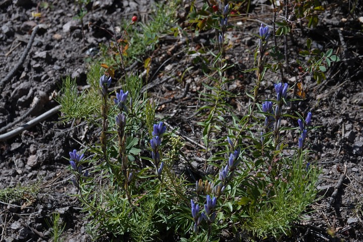Gentiana affinis - Pleated Gentian 1