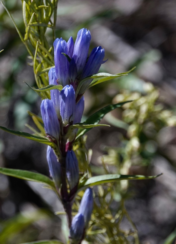 Gentiana affinis - Pleated Gentian2