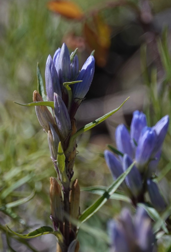 Gentiana affinis - Pleated Gentian6