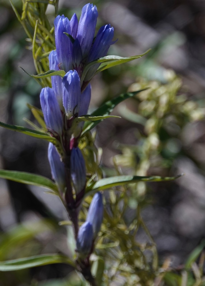 Gentiana affinis - Pleated Gentian4