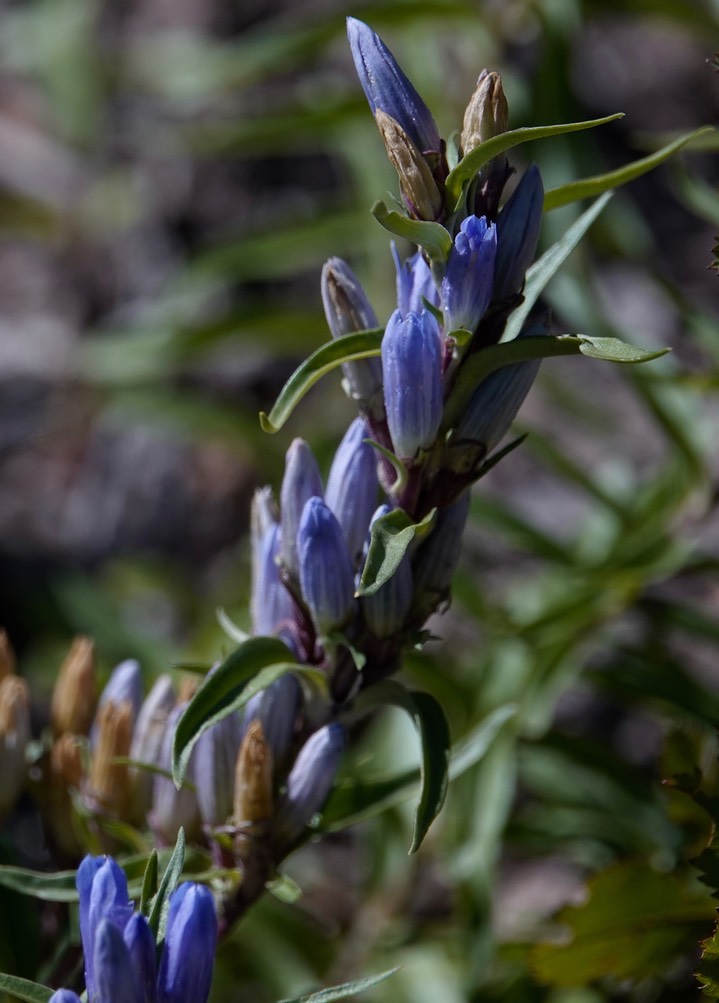 Gentiana affinis - Pleated Gentian5