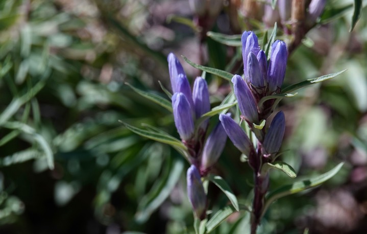 Gentiana affinis - Pleated Gentian3