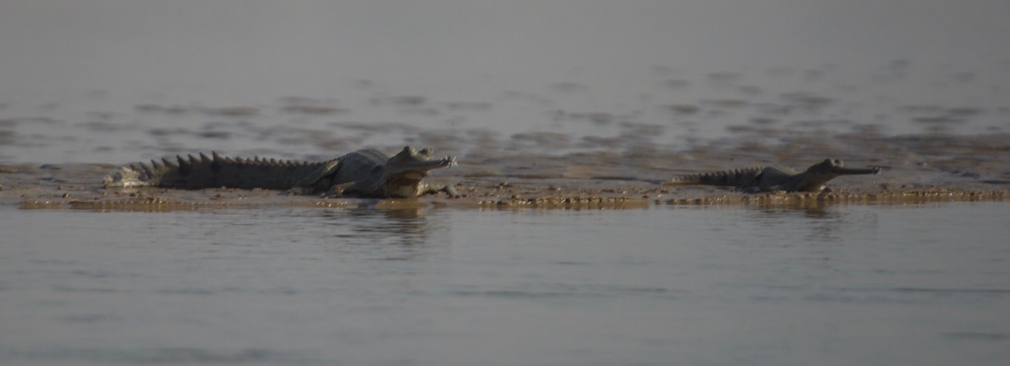 Gharial, Gavialis gangeticus