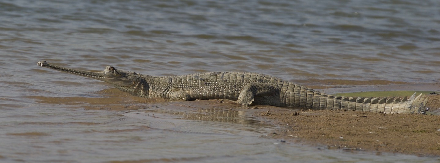 Gharial, Gavialis gangeticus 1