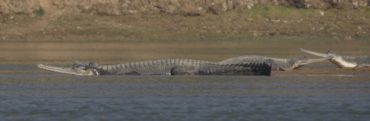 Gharial, Gavialis gangeticus a1