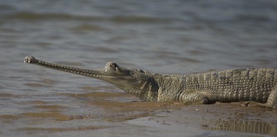 Gharial, Gavialis gangeticus2