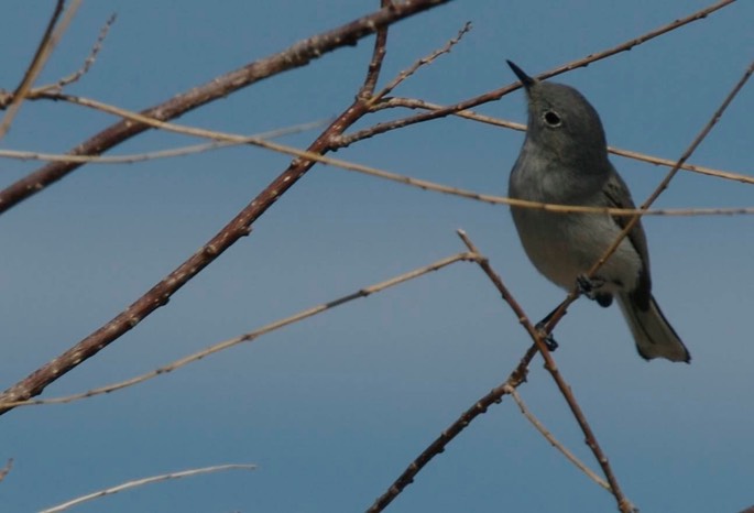 Gnatcatcher, Blue-gray b
