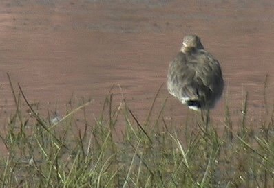 Godwit, Black-tailed 3