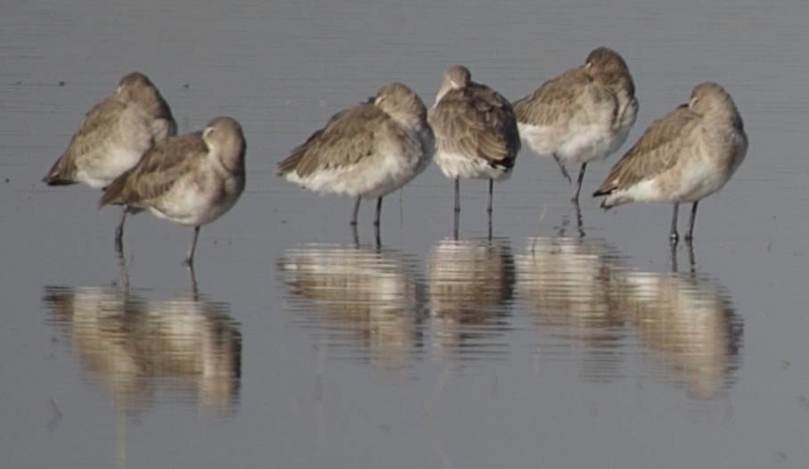 Godwit, Black-tailed c