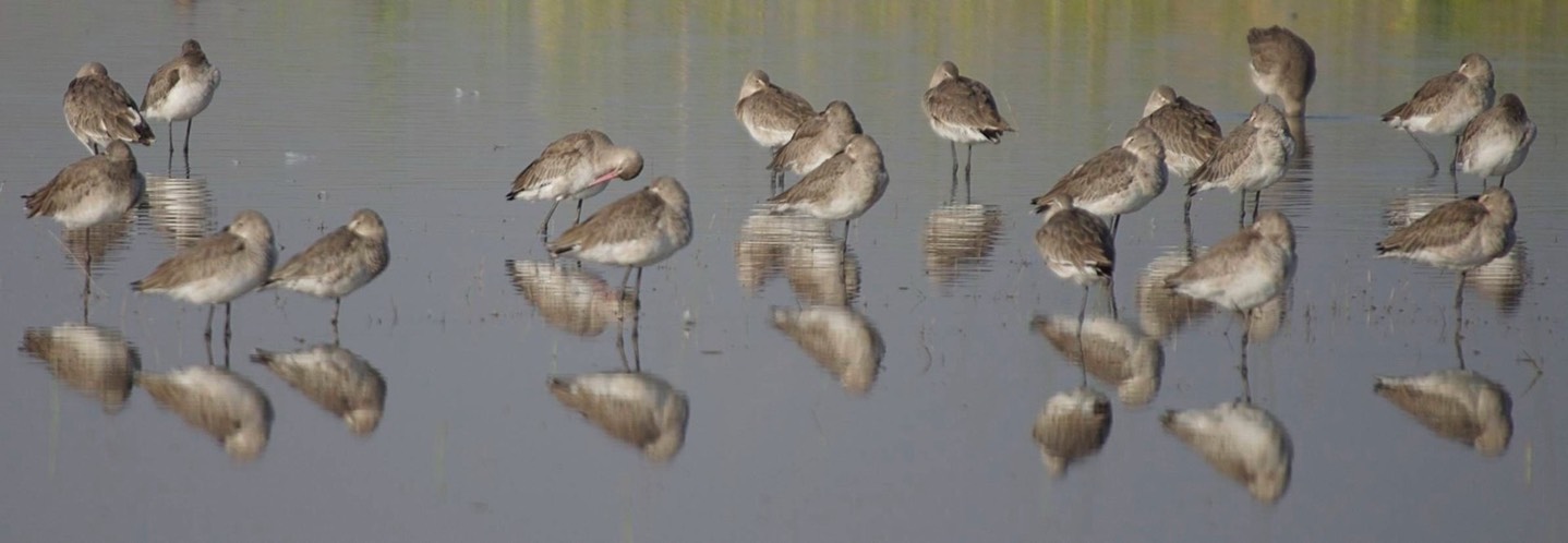 Godwit, Black-tailed f