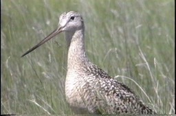 Godwit, Marbled M6