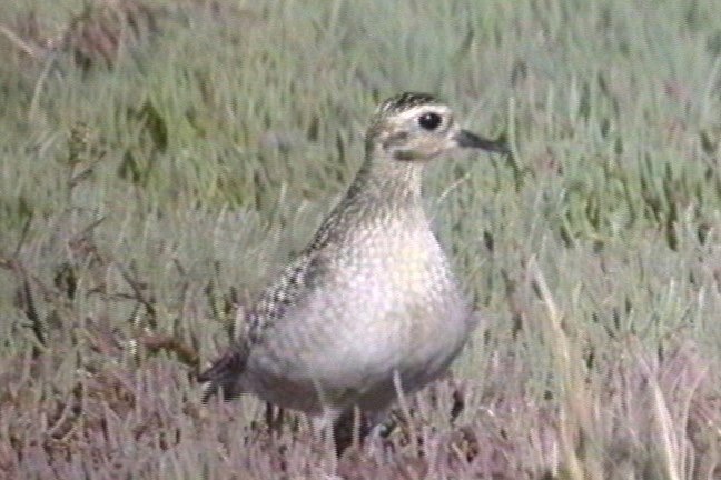 Golden-Plover, Pacific 2