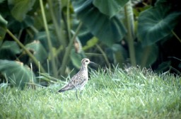 Golden Plover434