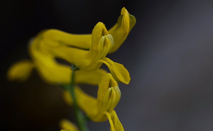 Golden-smoke - Corydalis aurea3 4-7