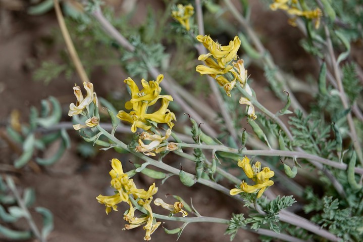 Golden-smoke - Corydalis aurea2 4-7