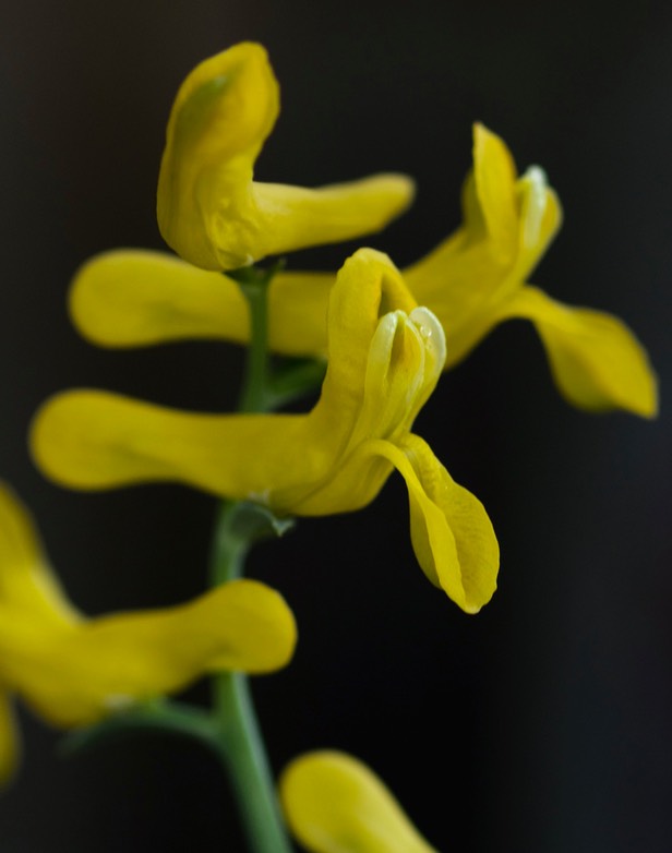 Golden-smoke - Corydalis aurea 4 4-7