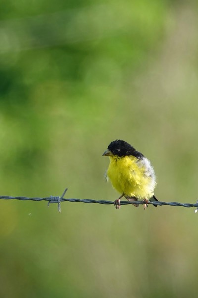 Goldfinch, Lesser.  Carduelis psaltria2