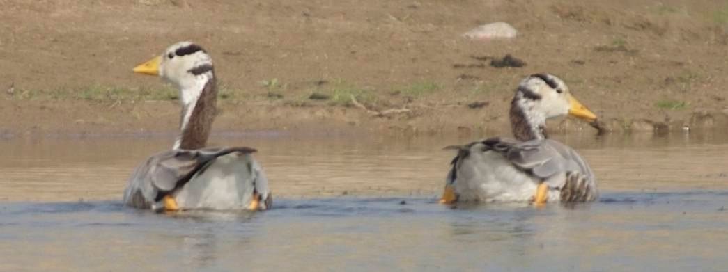 Goose, Bar-headed b