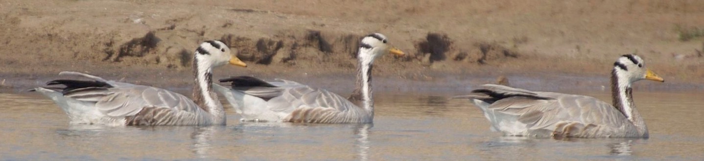 Goose, Bar-headed c