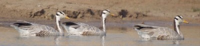 Goose, Bar-headed c
