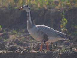 Goose, Bar-headed d