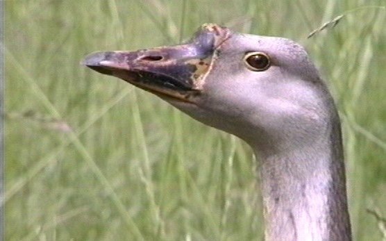 Goose, Chinese 2