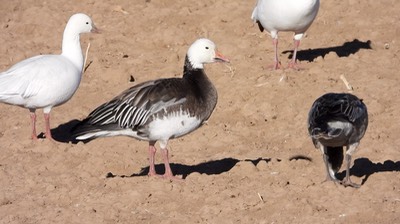 Goose, Snow. NM 2021 1