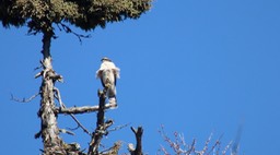 Goshawk, Northern