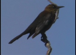 Grackle, Common 2