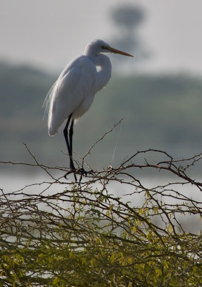 Great Egret Gujarat2
