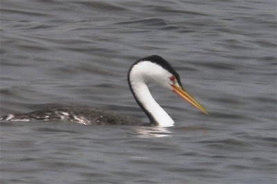 Grebe, Clark's 5