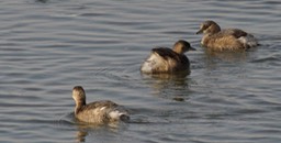 Grebe, Little a
