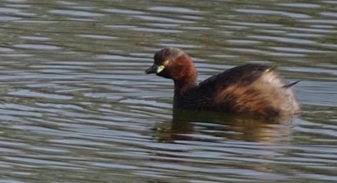 Grebe, Little b