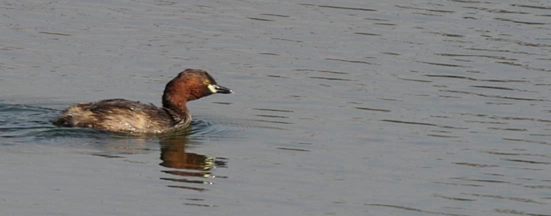 Grebe, Little c