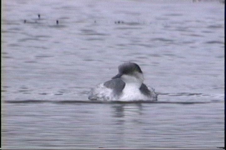 Grebe, Silvery5